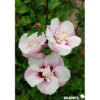HIBISCUS syriacus Pinky Spot® TFE C4.5L - SILENCE ÇA POUSSE