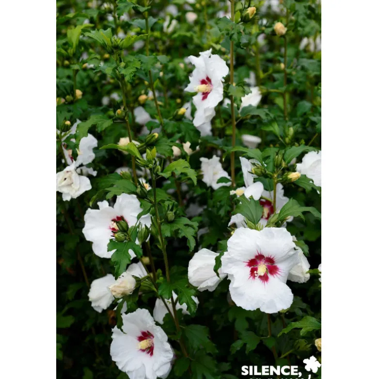 HIBISCUS syriacus Sup' Heart® TFE C4.5L - SILENCE ÇA POUSSE