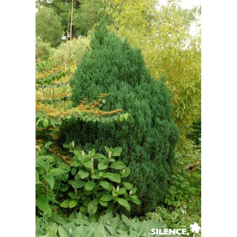 JUNIPERUS chinensis Stricta C4.5L - SILENCE ÇA POUSSE