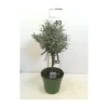 Lavandula tige 40/45 p14 - DELLA VALLE