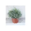 Lavandula touffe p18 - DELLA VALLE