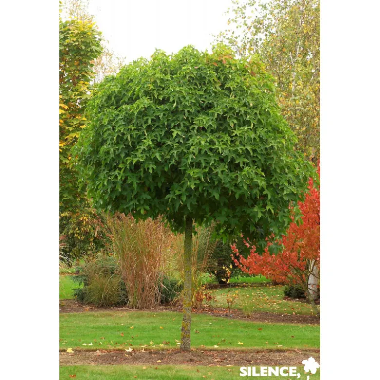 LIQUIDAMBAR styraciflua Gumball TG-6/8 H180 C25L - SILENCE ÇA POUSSE