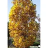 LIRIODENDRON tulipifera Fastigiatum BALIV C15L - SILENCE ÇA POUSSE