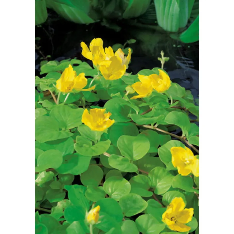 Lysimachia Nummularia Aurea P18 - WILLAERT