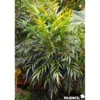 MAHONIA eurybracteata Sweet Winter® TFE C10L - SILENCE ÇA POUSSE