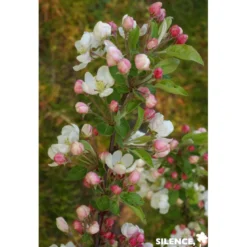 MALUS evereste® QUEN C10L - SILENCE ÇA POUSSE