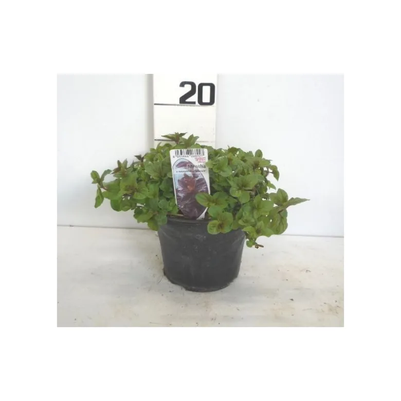 Menthe glaciale touffe p14 - DELLA VALLE