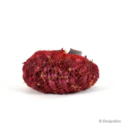 Oignon rouge "Red Baron" 500g - Calibre 14/21
