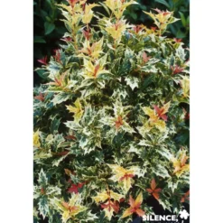 OSMANTHUS heterophyllus Tricolor TFE C2L - SILENCE ÇA POUSSE