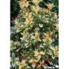 OSMANTHUS heterophyllus Tricolor Halloween C4.5L - SILENCE ÇA POUSSE