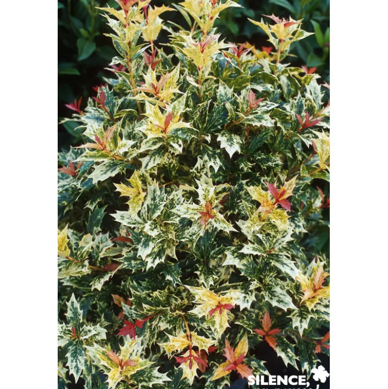 OSMANTHUS heterophyllus Tricolor TFE C4.5L - SILENCE ÇA POUSSE