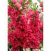 PECHER persica Red Peachy TG H40 C10L-DECO - SILENCE ÇA POUSSE