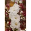 PECHER persica Taoflora® Blanc BALIV C10L - SILENCE ÇA POUSSE