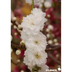 PECHER persica Taoflora® Blanc BALIV C10L - SILENCE ÇA POUSSE