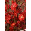 PECHER persica Taoflora® Red BALIV C10L - SILENCE ÇA POUSSE