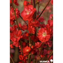 PECHER persica Taoflora® Red BALIV C10L - SILENCE ÇA POUSSE