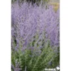PEROVSKIA atriplicifolia Blue Spire TFE C4.5L - SILENCE ÇA POUSSE