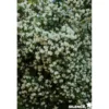 PHILADELPHUS coronarius Kit Pdp C4.5L - SILENCE ÇA POUSSE