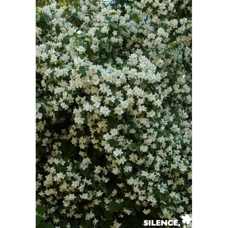 PHILADELPHUS coronarius TFE C4.5L - SILENCE ÇA POUSSE