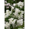 PHILADELPHUS snowbelle TFE C4.5L - SILENCE ÇA POUSSE