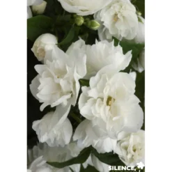 PHILADELPHUS virginal C4.5L - SILENCE ÇA POUSSE