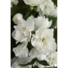 PHILADELPHUS virginal TFE C4.5L - SILENCE ÇA POUSSE