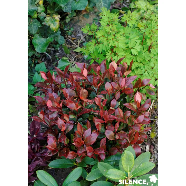 PHOTINIA fraseri Little Red Robin C10L - SILENCE ÇA POUSSE