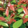 Photinia "Red Robin" - 3L