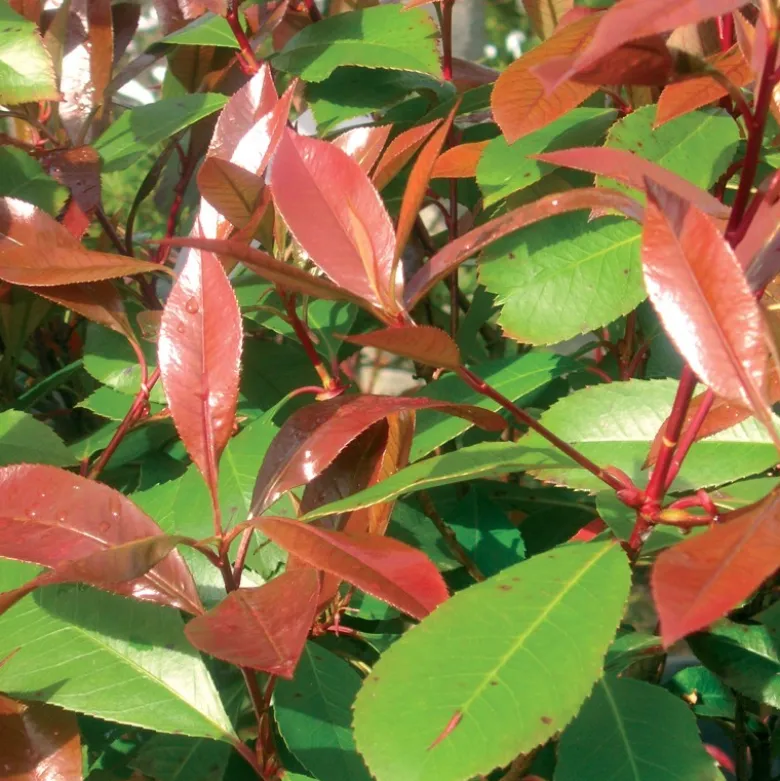 Photinia "Red Robin" - 3L