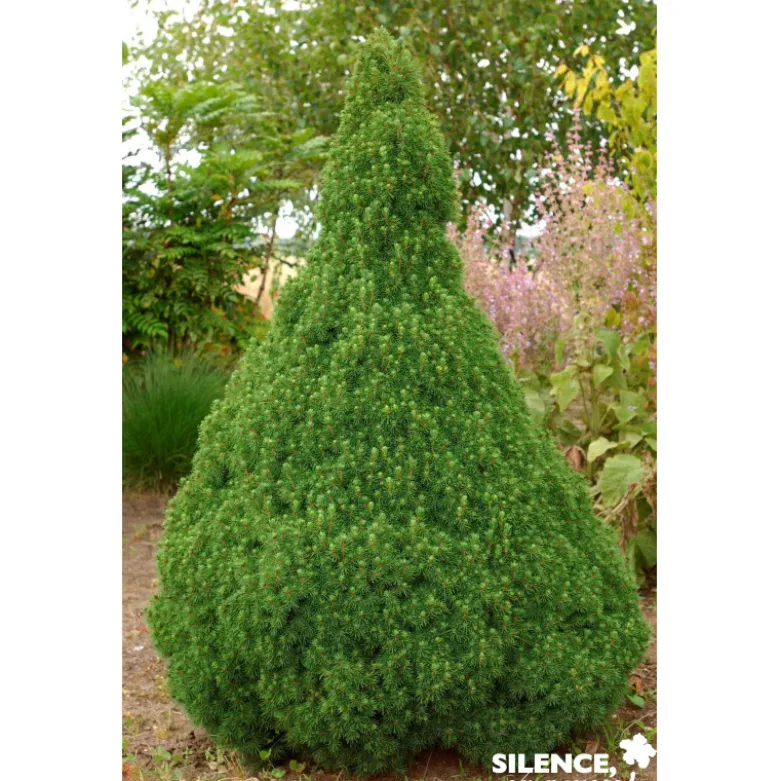 PICEA glauca Conica 40/50 C4.5L - SILENCE ÇA POUSSE