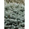 PICEA pungens Glauca Globosa C4.5L - SILENCE ÇA POUSSE