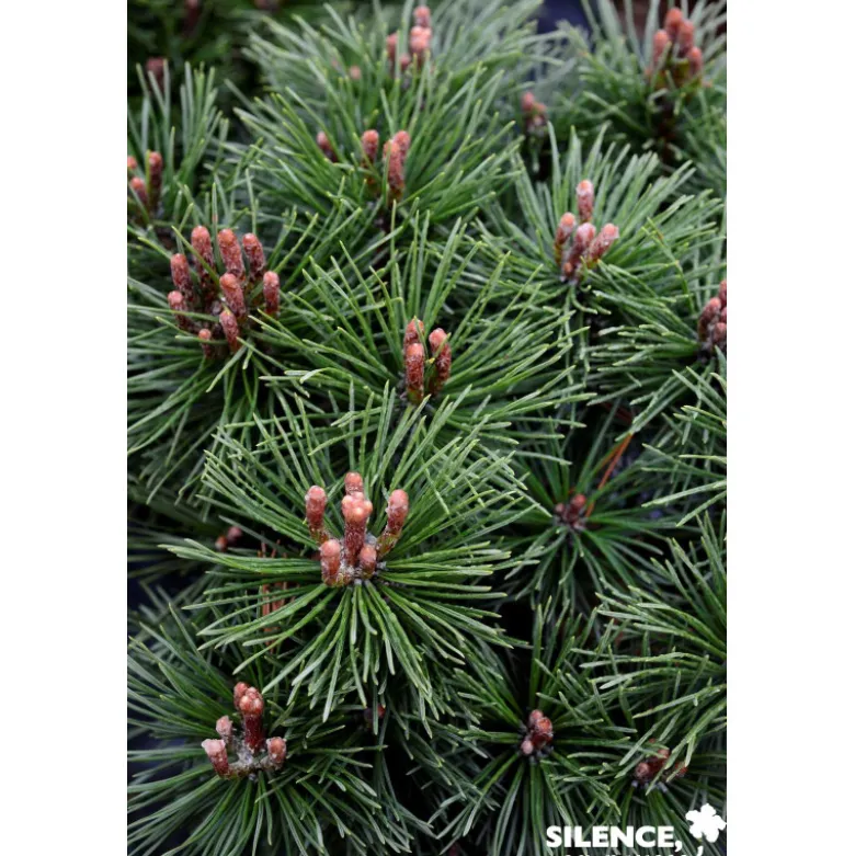 PINUS mugo Mops C4.5L - SILENCE ÇA POUSSE