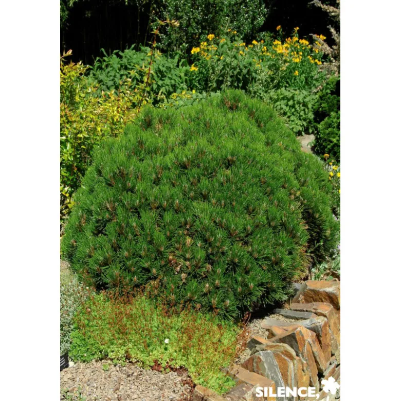 PINUS mugo Sherwood Compact C4.5L - SILENCE ÇA POUSSE