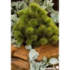 PINUS mugo Winter Gold GREF C4.5L - SILENCE ÇA POUSSE