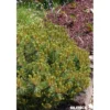 PINUS nigra Brepo® TG-H50 C10L - SILENCE ÇA POUSSE