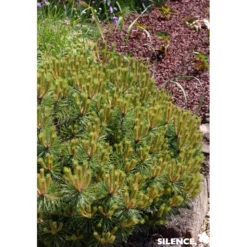 PINUS nigra Brepo® TG-H50 C10L - SILENCE ÇA POUSSE