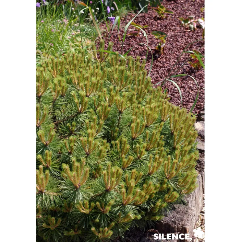 PINUS nigra Brepo® TG-H50 C10L - SILENCE ÇA POUSSE