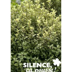 PITTOSPORUM tenuifolium Green Elf C15L - SILENCE ÇA POUSSE