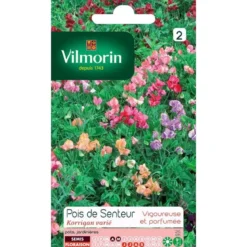 Pois de senteur "Korrigan" varié Vilmorin - 8g