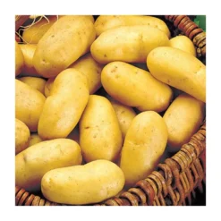 Pomme de terre bio "Charlotte" x25 - Calibre 1