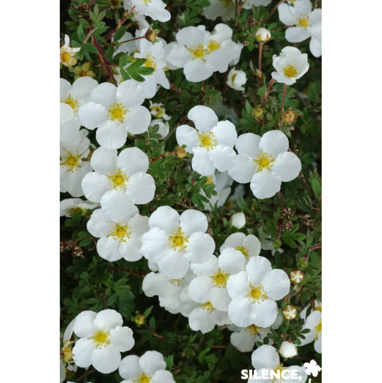 POTENTILLA fructicosa Abbotswood C4.5L - SILENCE ÇA POUSSE