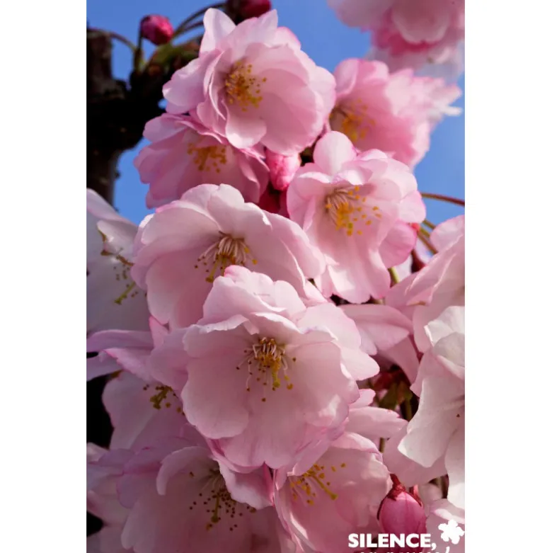 PRUNUS accolade TFE C4.5L - SILENCE ÇA POUSSE