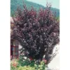 PRUNUS cerasifera Atropurpurea TFE C4.5L - SILENCE ÇA POUSSE