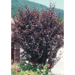 PRUNUS cerasifera Atropurpurea TFE C4.5L - SILENCE ÇA POUSSE