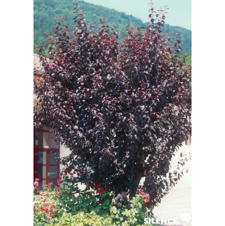 PRUNUS cerasifera Atropurpurea TFE C4.5L - SILENCE ÇA POUSSE