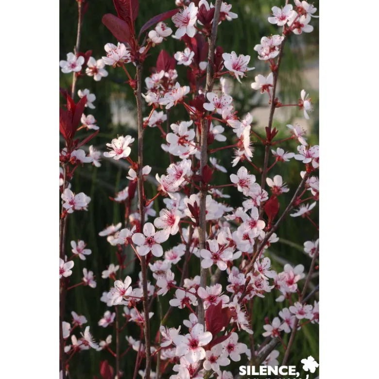 PRUNUS cistena TFE C4.5L - SILENCE ÇA POUSSE