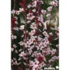 PRUNUS cistena TFE C10L - SILENCE ÇA POUSSE