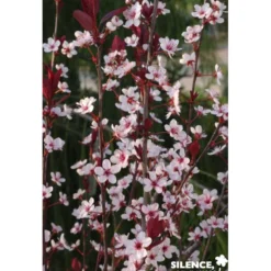 PRUNUS cistena TG H110 C10L - SILENCE ÇA POUSSE