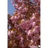 PRUNUS kanzan TG H200 C25L - SILENCE ÇA POUSSE
