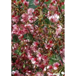PRUNUS okame TFE C4.5L - SILENCE ÇA POUSSE
